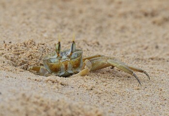 Krabben am St Monica Beach auf Boa Vista..Crabs at St Monica Beach on Boa Vista......
