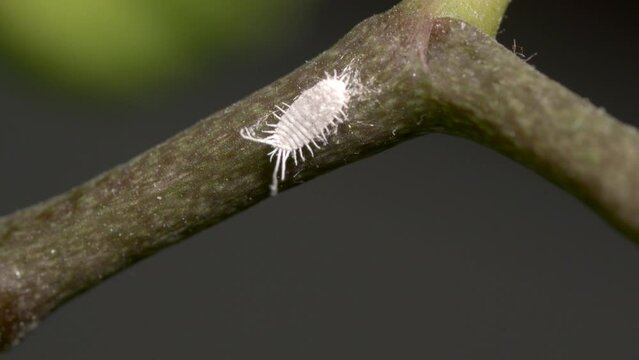Close up of Mealybug sitting on the orchid branch and spits slime. 4K footage.