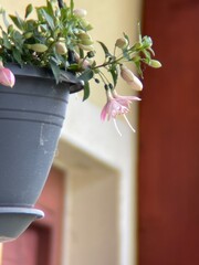 Hängeblume Anthrazitfarbener Topf