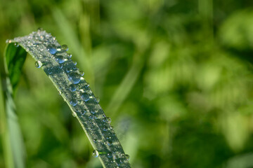 Green background. In the foreground on the left is a leaf of grass with morning dew reflecting the blue sky.