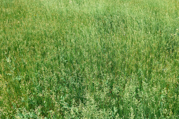 Green grass background, grass field on outdoors