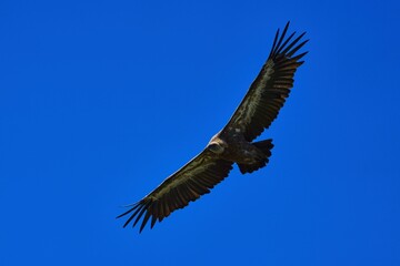 Close-up of a Griffon Vulture in flight
