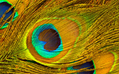 Peacock feathers texture. Plumage of tropical unusual fairy birds of multi-colored blue yellow green feathers as a background. Peacock tail.