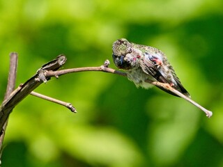 Female Anna's hummingbird perched on the tree branch against blurred background