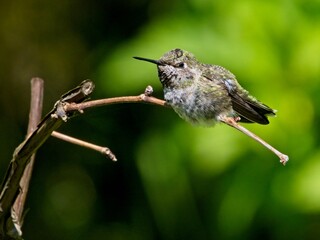 Female Anna's hummingbird perched on the tree branch against blurred background