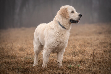 Beautiful young golden retriever in the field during fog