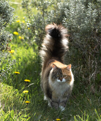Naklejka na ściany i meble Beautiful cat with three color coat among of dandelion spring flowers in the forest.