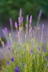 close up view of lavender in garden with green blurry backround
