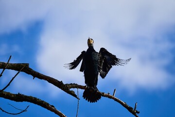 a black cormorant sits on a branch and flaps its wings
