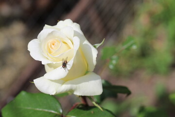 yellow rose on a green background