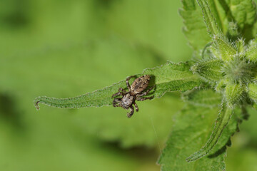 Fencepost jumping spider (Marpissa muscosa). Family jumping spiders (Salticidae). On a leaf of a...