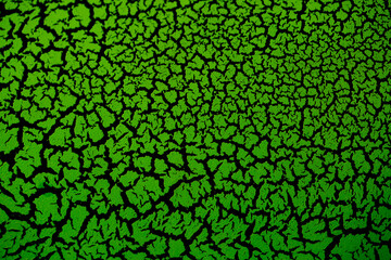 The cracked surface of green paint on a black background, the effect of craquelure paint. Green...