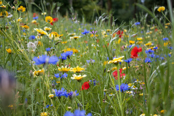A flower meadow near the forest edge in Oss city (the Netherlands). The field is dominated by yellow, blue and red flowers.