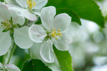 beautiful branch of a flowering apple tree