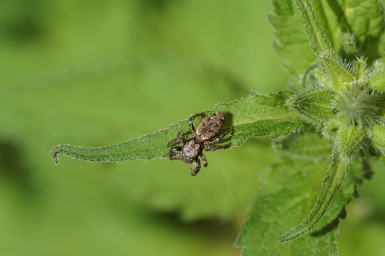 Fencepost jumping spider (Marpissa muscosa). Family jumping spiders (Salticidae). On a leaf of a Nettle-leaved Bellflower (Campanula trachelium). Dutch garden, June, Netherlands  