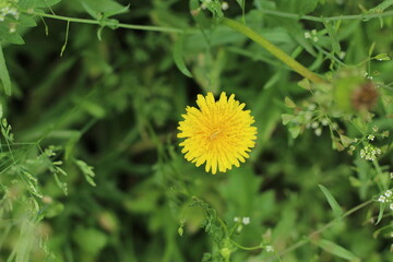 yellow dandelion flower