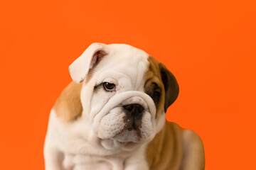 Fototapeta premium Cute English bulldog puppy on an orange background. Pets. A thoroughbred dog