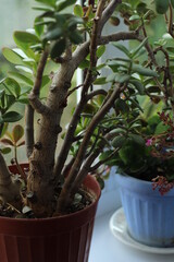 cactus in a pot