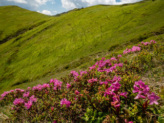 Fototapeta premium summer landscape with pink rhododendron flowers cluster in bloom in Ciucas mountains, romania