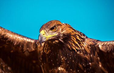 Golden eagle close-up on the background of the sky. The bird of prey hunts its prey. The eagle sits on the trainer's hand. Falcon hunting. National tradition of Asia. Kazakhstan