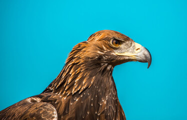 Golden eagle close-up on the background of the sky. The bird of prey hunts its prey. The eagle sits on the trainer's hand. Falcon hunting. National tradition of Asia. Kazakhstan