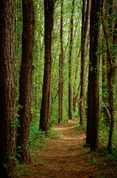 Trees in a forest