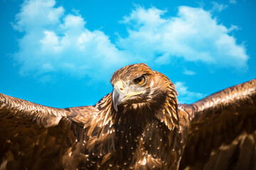 Golden eagle close-up on the background of the sky. The bird of prey hunts its prey. The eagle sits...