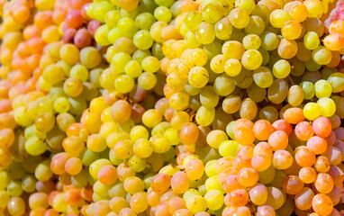 A bunch of grapes close up. Vineyards of Italy grape and winery on a sunny day. Harvesting for Italian winemaking. Grape juice and wine.
