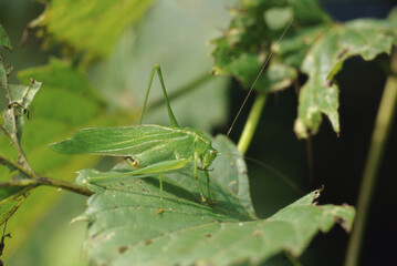 Close-up of a grasshopper on a plant