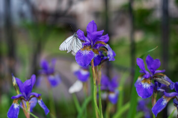 A white butterfly sits on a purple iris flower in the garden. Flowerbed in the city park. 