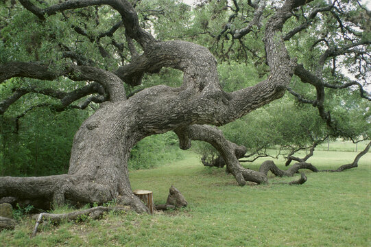 Tree in a field, Texas, USA