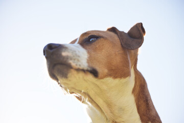 The majestic Jack Russell. Low angle shot of an adorable young Jack Russell sitting outside against a clear sky.