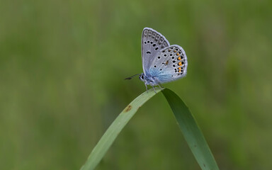Many-eyed Amanda butterfly (Polyommatus amandas) on plant