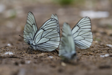 Hawthorn Butterflies (Aporia crataegi) taking minerals on wet ground