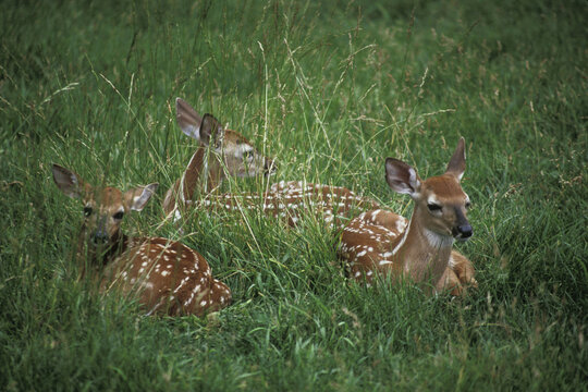 Three deer lying in a grassy field