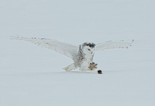 Canada, Quebec, Saint-Barthelemy, Snowy Owl (Bubo scandiacus) hunting