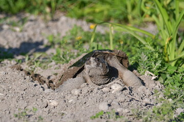 Snapping Turtle laying eggs in loose gravel at side of road