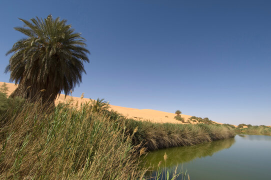 Tree and reeds at the lakeside, Mafu Lake, Erg Awbari, Fezzan, Libya