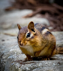 Close up of an adorable, cute chipmunk sitting on stone wall
