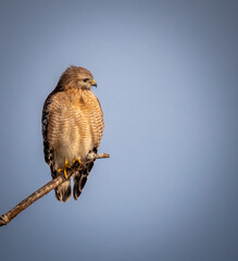 Closeup of a red-shouldered hawk facing right on branch
