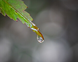 One single water droplet hangs from a leaf with blurry background