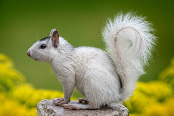 Adorable white squirrel with fluffy white tail in left profile