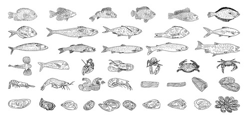 Seafood vector illustrations. Healthy food natural set. Hand drawn vector sea fish, oyster, lobster, octopus, crabs, shrimps, fish fillet.