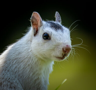 Extreme close up of white squirrel portrait facing right