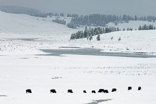 American bisons in a snow covered field, Hayden Valley, Yellowstone National Park, Wyoming, USA