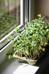 Garden on windowsill. healthy lifestyle, home gardening concept.microgreens grow in eggshells.zero waste. agrarian life in urban areas.selective focus