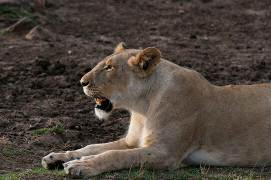 Africa,Kenya, Masai Mara, side view of lying Lion (Panthera leo), Masai Mara, Kenya.