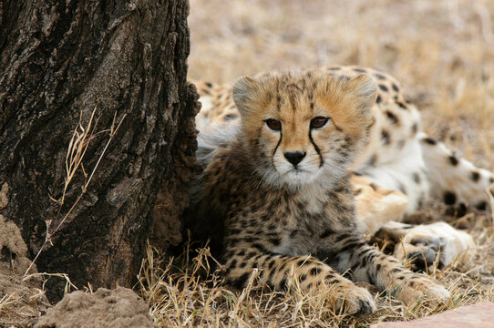 Africa,Kenya, Masai Mara, small Cheetah (Acinonyx jubatus)