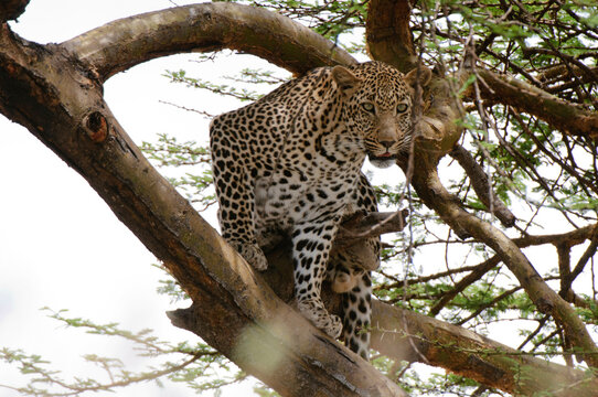 Africa, Kenya, Masai Mara, Leopard (Panthera pardus) sitting on tree branch