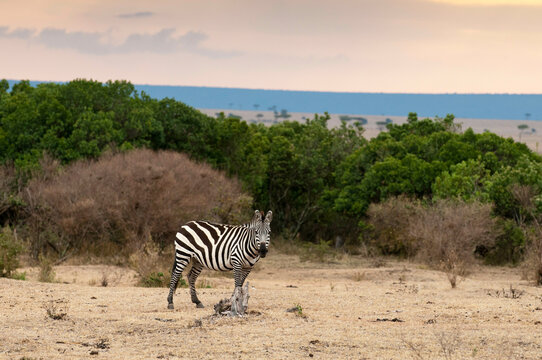 Africa, Kenya, Masai Mara, Zebra (Equus quagga) in savannah